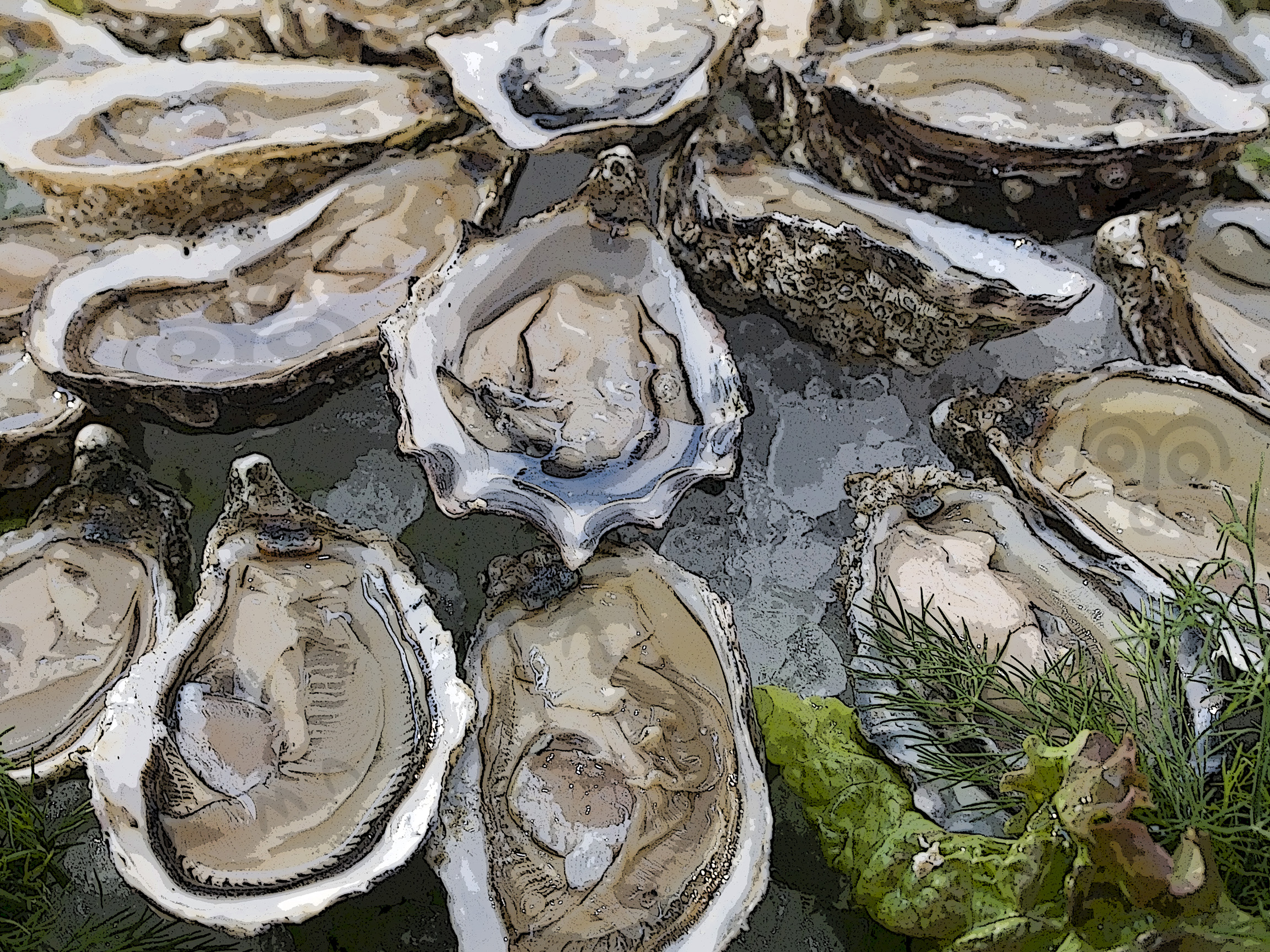 Large Plastic Shellfish & Oyster Containers for Harvesting